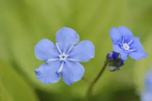 Ornamental Plant Germany Drucke: Spring memorial meadowsweet (Omphalodes verna)