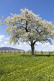 Cherry Blossom Season Drucke: Spring, nature, landscape, tree