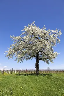 Cherry Blossom Season Drucke: Spring, nature, landscape, tree