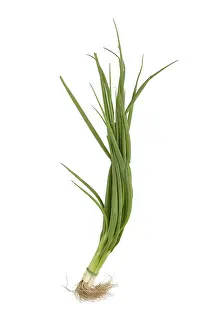 White Studio Environment For Photography Drucke: Spring onion, studio shot against white background