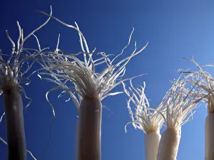 Root Vegetable Images Drucke: Spring onions