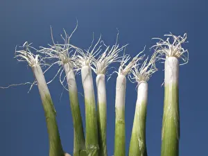 Green Onion Pictures Drucke: Spring onions