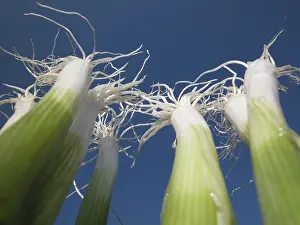 Common Onion Varieties Drucke: Spring onions