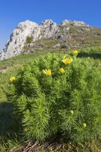 European Nature Reserve Plants Drucke: Spring Pheasant's Eye, False Hellebore