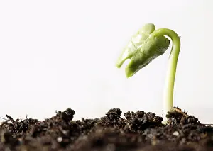 Springtime Plant Life Drucke: Spring ! - Sapling on soil full of nutrients