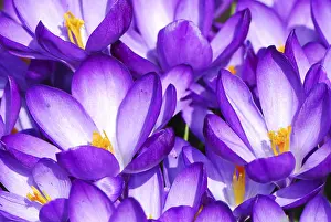 Early Flowering Plants Drucke: Spring scenic with crocus flowers