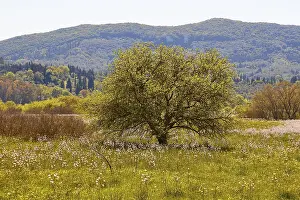 Hilly Landscape Greece Drucke: Spring, single flowering tree in spring meadow