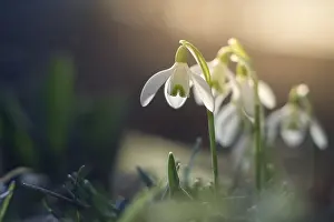 White Blossom Details Drucke: Spring snowdrop macro with backlight