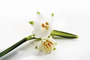 Snowdrop Blooms Drucke: Spring Snowflake