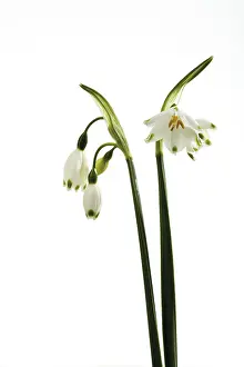 Spring Snowflake Drucke: Spring Snowflake