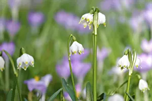 First Day Of Spring Plants Drucke: Spring snowflake in a crocus meadow, Germany