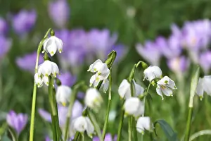 Asparagales Order Flowers Drucke: Spring snowflake in a crocus meadow, Germany