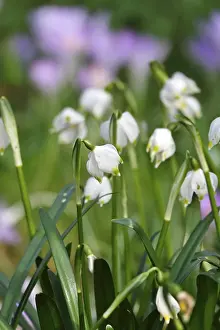 Early Spring Bloomers Drucke: Spring snowflake in crocus meadow, Germany