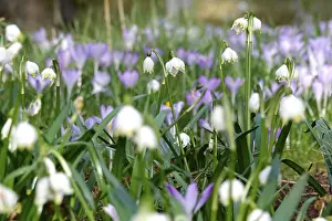 Early Flowering Plants Drucke: Spring snowflake in a crocus meadow, Germany