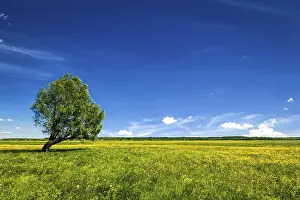 Spring Background Drucke: Spring summer background