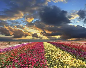 Stormy Weather Forecast Drucke: Spring thundercloud closes the sky