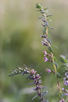 Bilder Datiert 5. Juli 2024: Spring tooth consolation print odontites vernus portrait format