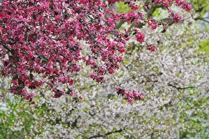 Tree Blossom Europe Drucke: Spring, Tree Blossom, Germany