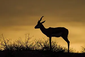 Antelope Species Drucke: Springbok