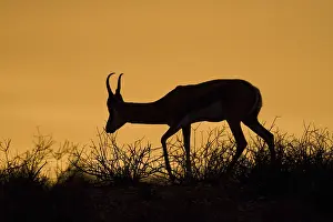 Mammalian Wildlife Drucke: Springbok