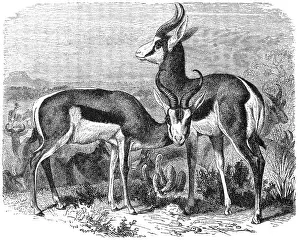 Sprungbock, Eichhörnchen antilopartig historisch
