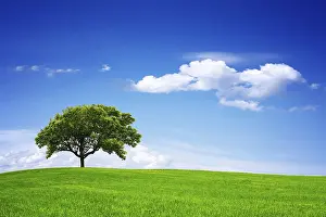 Oak Tree Landscape Drucke: Springtime