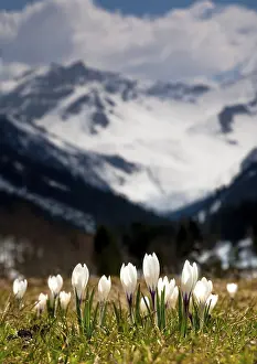 Drucke von Frühlingszeit in den Alpen, Lichtenstein Liechtenstein Drucke: Frühlingszeit in den Alpen, Lichtenstein.