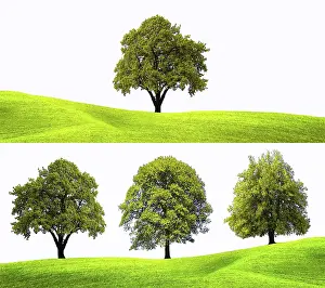 Isolated Deciduous Trees Drucke: Springtime concepts
