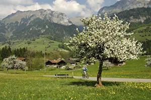 Natural Environment Protection Drucke: Springtime in the Simmental, Daerstetten