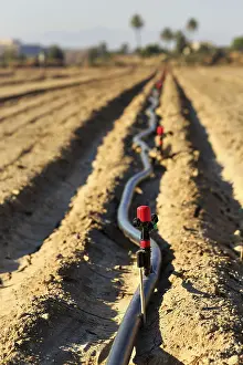 Andalusia Spain Drucke: Sprinkler on an irrigation pipe