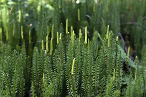 Natural Preserve In Germany Drucke: Sprouting club moss (Spinulum annotinum)