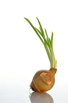 Studio Shot Of Onion Drucke: One sprouting onion