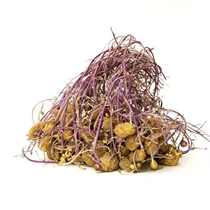Solanaceae Plant Photos Drucke: Sprouting potatoes on white background