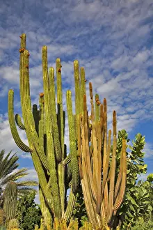Deserted Cactus Landscape Drucke: Thin sprouts a cactuses and bushes on a background of the sky and clouds
