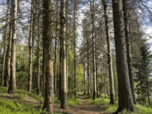 Central Europe Mountainous Landscape Photo Drucke: Spruce forest infested by bark beetles
