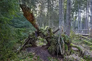 Southern Germany Nature Reserve Drucke: Spruce forest, moss, protected forest