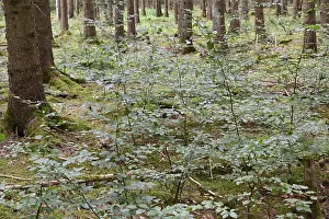 German Countryside Travel Photos Drucke: Spruce forest with young beeches