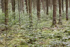 Lower Franconia Scenery Drucke: Spruce forest with young beeches