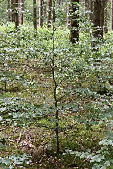 European Coniferous Tree Drucke: Spruce forest with young beeches