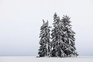 Central Europe Winter Landscapes Drucke: Spruce (Picea), Pine (Pinaceae)