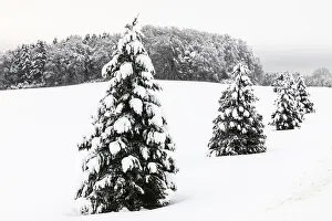 Baden Wurttemberg Winter Scenery Drucke: Spruce (Picea), Pine (Pinaceae)