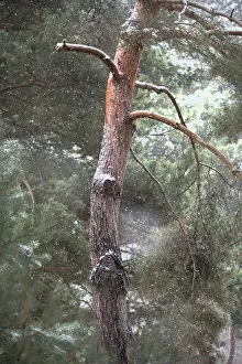Spruce Tree Drucke: Spruce (Pinaceae), trunk, branches