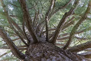 Coniferous Tree Drucke: Spruce (Pinaceae), trunk, branches