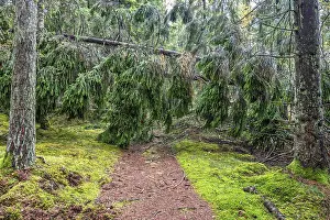 Stormy Weather Photography Drucke: Spruce tree that has fallen across a forest path after a storm in a coniferous forest