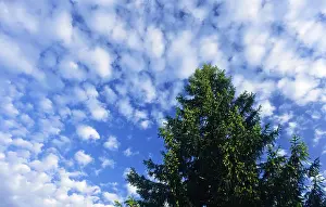 Cloudless Blue Sky Photo Drucke: Spruce tree seen from below, blue sky with small clouds