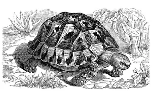 Historic Wildlife Images Drucke: Spur-thighed tortoise (Testudo graeca)