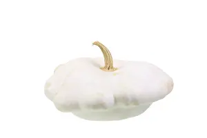 Pattypan Squash Drucke: Squash, 'Patisson' variety
Squash