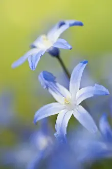 Daytime Flowering Plant Drucke: Squill (Scilla)