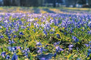 German Countryside Landscape Shot Drucke: Many squills (Scilla) on the meadow in spring