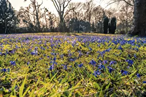 Vernal Flowering Plants Germany Drucke: Many squills (Scilla) on the meadow in spring